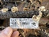  ( - FDS-CA-00561)  @11 [ ] by-nc (2024) Damon Tighe Fungal Diversity Survey