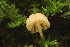  ( - FDS-CA-00566)  @11 [ ] by-nc (2024) Damon Tighe Fungal Diversity Survey