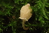  ( - FDS-CA-00566)  @11 [ ] by-nc (2024) Damon Tighe Fungal Diversity Survey