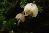  ( - FDS-CA-00566)  @11 [ ] by-nc (2024) Damon Tighe Fungal Diversity Survey