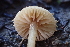  ( - FDS-CA-00567)  @11 [ ] by-nc (2024) Damon Tighe Fungal Diversity Survey