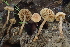  ( - FDS-CA-00567)  @11 [ ] by-nc (2024) Damon Tighe Fungal Diversity Survey
