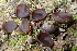  ( - FDS-CA-00571)  @11 [ ] by-nc (2024) Damon Tighe Fungal Diversity Survey