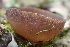  ( - FDS-CA-00571)  @11 [ ] by-nc (2024) Damon Tighe Fungal Diversity Survey