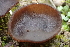  ( - FDS-CA-00571)  @11 [ ] by-nc (2024) Damon Tighe Fungal Diversity Survey