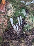  ( - FDS-CA-01309)  @11 [ ] by-nc (2024) Stu Pickell Fungal Diversity Survey