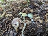  ( - FDS-CA-01310)  @11 [ ] by-nc (2024) Stu Pickell Fungal Diversity Survey