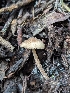 ( - FDS-CA-01302)  @11 [ ] by-nc (2024) Stu Pickell Fungal Diversity Survey