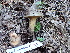  (Suillus fuscotomentosus - HAY-F-004277)  @11 [ ] by-nc (2023) Jaren Hockert Fungal Diversity Survey