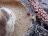  ( - HAY-F-004277)  @11 [ ] by-nc (2023) Jaren Hockert Fungal Diversity Survey
