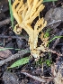  (Phaeoclavulina sp. CA02 - FDS-CA-01326)  @11 [ ] by-nc (2024) Stu Pickell Fungal Diversity Survey