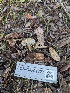  ( - FDS-CA-01327)  @11 [ ] by-nc (2024) Stu Pickell Fungal Diversity Survey