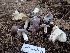  ( - HAY-F-004278)  @11 [ ] by-nc (2023) Jaren Hockert Fungal Diversity Survey