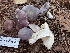  ( - HAY-F-004278)  @11 [ ] by-nc (2023) Jaren Hockert Fungal Diversity Survey