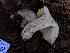  ( - HAY-F-004278)  @11 [ ] by-nc (2023) Jaren Hockert Fungal Diversity Survey