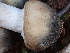  ( - HAY-F-004295)  @11 [ ] by-nc (2023) Jaren Hockert Fungal Diversity Survey