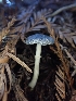  ( - HAY-F-007975)  @11 [ ] by-nc (2023) Sadie Hickey Fungal Diversity Survey