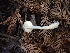  ( - HAY-F-007975)  @11 [ ] by-nc (2023) Sadie Hickey Fungal Diversity Survey