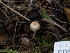  ( - FDS-CA-01318)  @11 [ ] by-nc (2024) Stu Pickell Fungal Diversity Survey