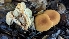  ( - FDS-CA-01701)  @11 [ ] c (2024) Michelle C. Torres-Grant Fungal Diversity Survey
