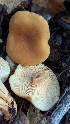  ( - FDS-CA-01701)  @11 [ ] c (2024) Michelle C. Torres-Grant Fungal Diversity Survey