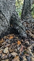  ( - FDS-CA-01701)  @11 [ ] c (2024) Michelle C. Torres-Grant Fungal Diversity Survey