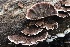  ( - FDS-CA-00701)  @11 [ ] by-nc (2024) Taye Bright Fungal Diversity Survey