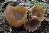  (Peziza sp. CA03 - FDS-CA-00711)  @11 [ ] by-nc (2024) Taye Bright Fungal Diversity Survey