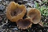  ( - FDS-CA-00711)  @11 [ ] by-nc (2024) Taye Bright Fungal Diversity Survey