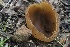  ( - FDS-CA-00711)  @11 [ ] by-nc (2024) Taye Bright Fungal Diversity Survey