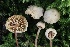  ( - FDS-CA-00713)  @11 [ ] by-nc (2024) Taye Bright Fungal Diversity Survey