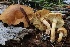  ( - FDS-CA-00720)  @11 [ ] by-nc (2024) Taye Bright Fungal Diversity Survey