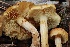  ( - FDS-CA-00720)  @11 [ ] by-nc (2024) Taye Bright Fungal Diversity Survey