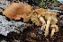  ( - FDS-CA-00720)  @11 [ ] by-nc (2024) Taye Bright Fungal Diversity Survey