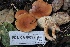  ( - FDS-CA-00729)  @11 [ ] by-nc (2024) Taye Bright Fungal Diversity Survey