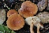  ( - FDS-CA-00729)  @11 [ ] by-nc (2024) Taye Bright Fungal Diversity Survey