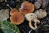  ( - FDS-CA-00729)  @11 [ ] by-nc (2024) Taye Bright Fungal Diversity Survey