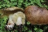  ( - FDS-CA-00730)  @11 [ ] by-nc (2024) Taye Bright Fungal Diversity Survey
