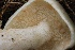  ( - FDS-CA-00730)  @11 [ ] by-nc (2024) Taye Bright Fungal Diversity Survey