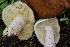  ( - FDS-CA-00730)  @11 [ ] by-nc (2024) Taye Bright Fungal Diversity Survey