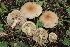  ( - FDS-CA-00739)  @11 [ ] by-nc (2024) Taye Bright Fungal Diversity Survey