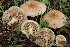  ( - FDS-CA-00739)  @11 [ ] by-nc (2024) Taye Bright Fungal Diversity Survey
