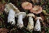  ( - FDS-CA-00732)  @11 [ ] by-nc (2024) Taye Bright Fungal Diversity Survey