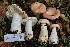  ( - FDS-CA-00732)  @11 [ ] by-nc (2024) Taye Bright Fungal Diversity Survey