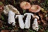  ( - FDS-CA-00732)  @11 [ ] by-nc (2024) Taye Bright Fungal Diversity Survey