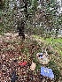  ( - FDS-CA-00734)  @11 [ ] by-nc (2024) Taye Bright Fungal Diversity Survey