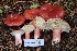  ( - FDS-CA-00734)  @11 [ ] by-nc (2024) Taye Bright Fungal Diversity Survey