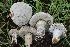  ( - FDS-CA-00736)  @11 [ ] by-nc (2024) Taye Bright Fungal Diversity Survey