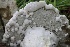  ( - FDS-CA-00736)  @11 [ ] by-nc (2024) Taye Bright Fungal Diversity Survey