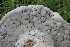  ( - FDS-CA-00736)  @11 [ ] by-nc (2024) Taye Bright Fungal Diversity Survey